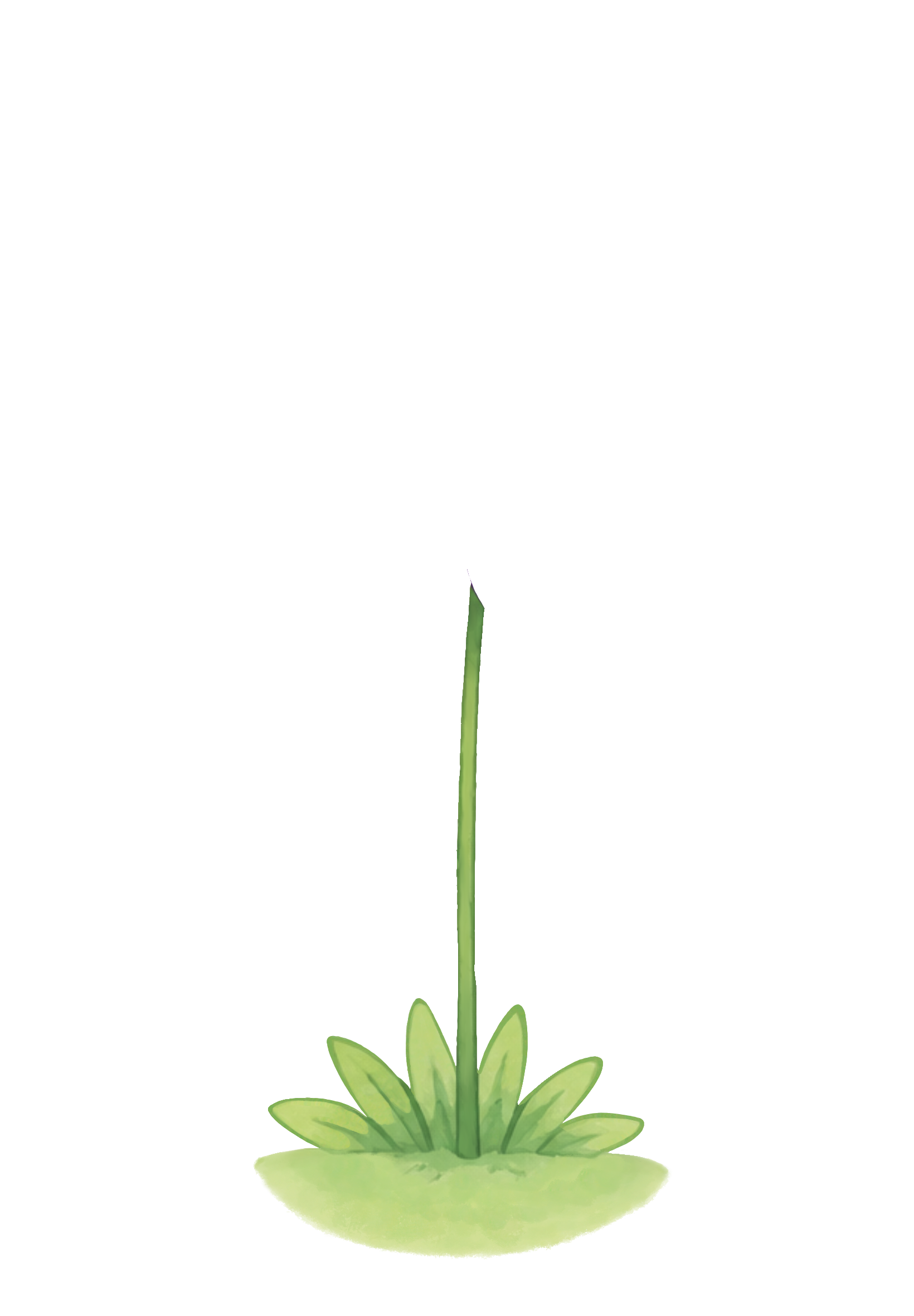 Blume